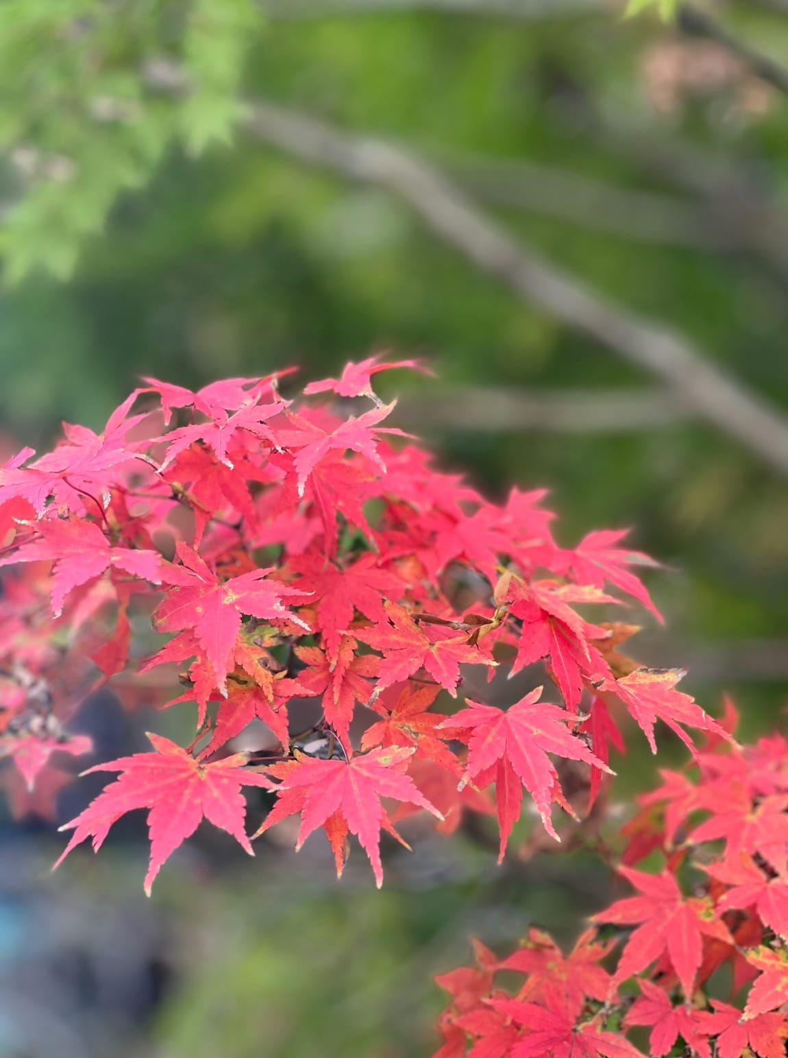 14,000 Steps and Hurty Knees