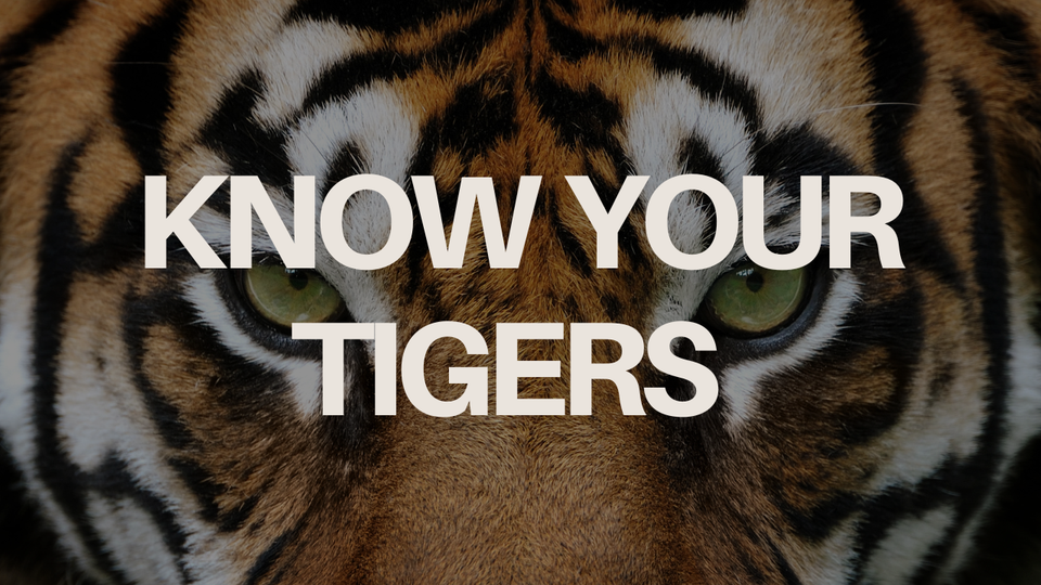 Gains & Brains: Today's Tigers